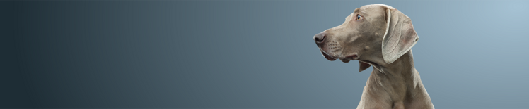 perro de pelaje corto gris mirando hacia la izquierda