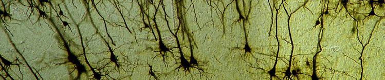 Held in der frühen Entwicklung