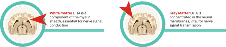 white and gray matter