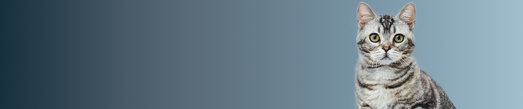 Grau getigerte Katze vor blauem Hintergrund, die auf die Kamera schaut