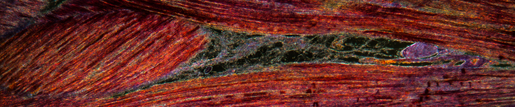 Defining Healthy Body Condition