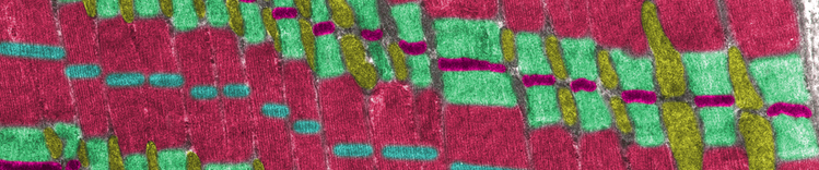 营养和心脏健康