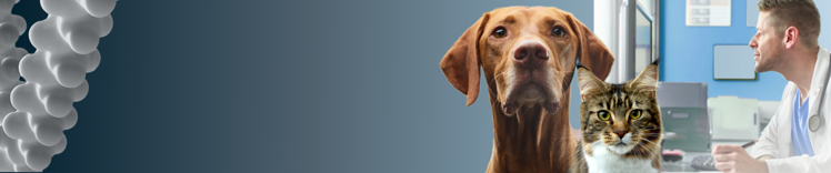 Perro y gato sobre fondo azul degradado