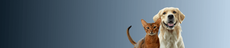 Press Release Webpage Banner