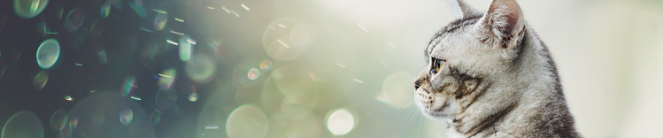 purina-institute-science-behind-the-discovery