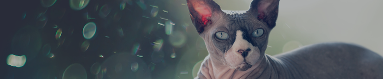 Não Há Gatos Sem Alergénios Ou Hipoalergénicos