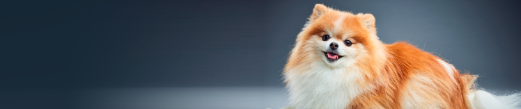 Investigación sobre la purina