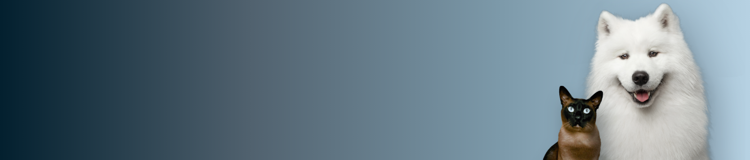 Perro samoyedo blanco y gato siamés