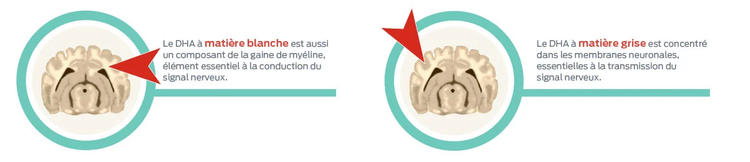 Le DHA de la matière blanche, Le DHA de la matière grise