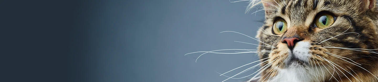 purina-institute-präbiotika