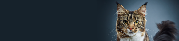 purinas research 9 year study in cats