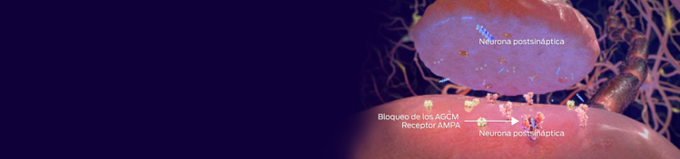 neurona presináptica, mcfas bloquea el receptor ampa, neurona postsináptica
