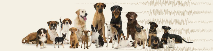 Epilepsie kann jeden Hund betreffen
