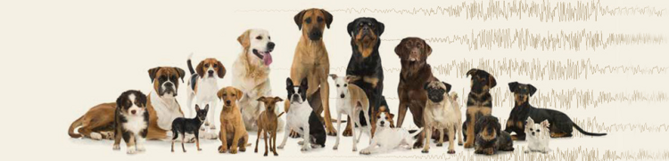 la epilepsia puede afectar a cualquier perro