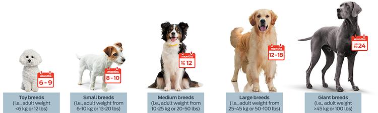 "6 to 9 months, Toy breeds (i.e., adult weight <6 kg or 12 lbs). 8 to 10 months, Small breeds (i.e., adult weight from 6 to 10 kg or 13 to 20 lbs). Up to 12 months, Medium breeds (i.e., adult weight from 10 to 25 kg or 20 to 50 lbs). 12 to 18 months, Large breeds (i.e., adult weight from 25 to 45 kg or 50 to 100 lbs). Up to 24 months, Giant breeds (i.e., adult weight from >45 kg or 100 lbs).