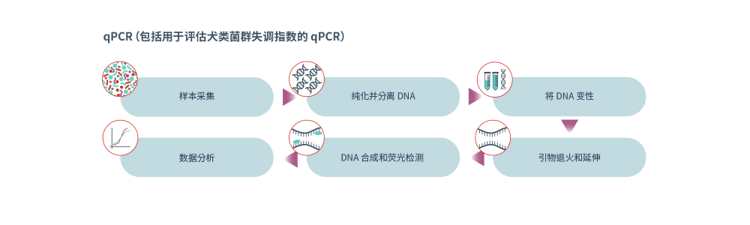 qPCR(包括用于评估犬类菌群失调指数的 qPCR)图示