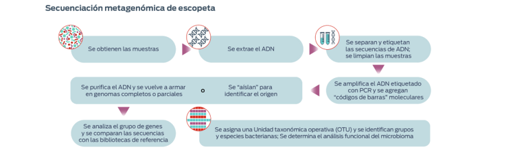 Secuenciación metagenómica de escopeta, descrito en 7 pasos. Paso 1, Se obtienen las muestras. Paso 2, Se extrae el ADN. Paso 3, Se separan y etiquetan las secuencias de ADN; se limplan las muestras. Paso 4, Se amplifica el ADN etiquetado con PCD y se agregan "codigos de barras" moleculares. Paso 5, Se purifica el ADN y se vuelve a armar en genomas completos o parciales or se "aislan" para identificar el origen. Paso 6, Se analiza el grupo de genes y se comparan las secuencias con las bi