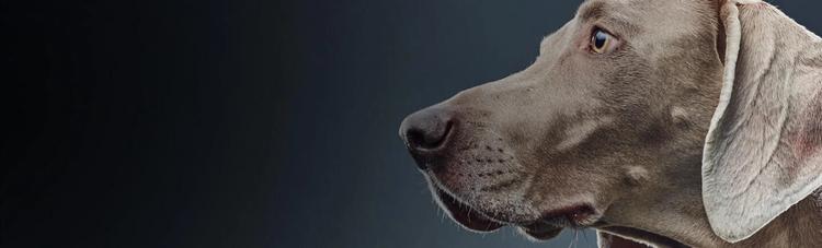 forschung-von-purina