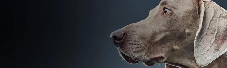 investigación purina