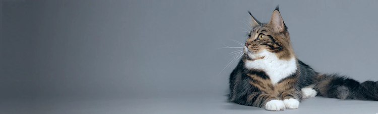 immunität-und-kolostrum