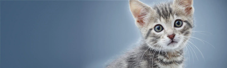 嘌呤核苷酸研究所