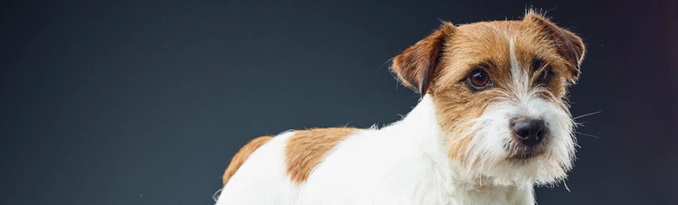 purina-institute-probiotika