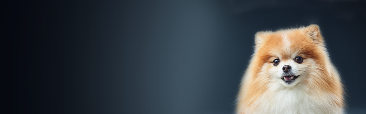 Lulu da Pomerânia branco e amarelo olhando para a câmera