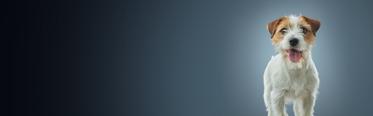 weiß-brauner Hund, stehend