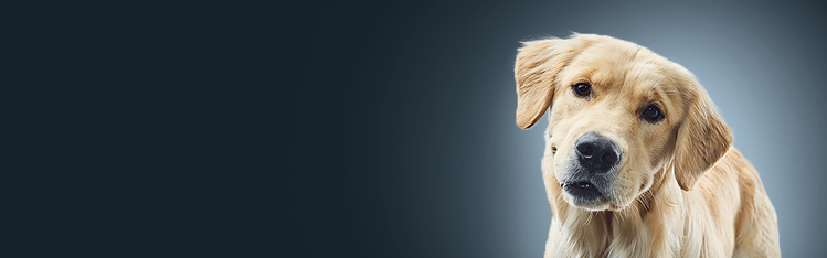 cachorrinho branco com orelhas felpudas