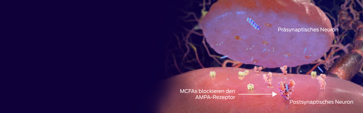 präsynaptisches Neuron, MCFAS-Block, AMPA-Rezeptor, postsynaptisches Neuron