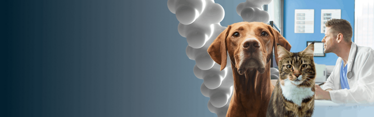 chien et chat sur fond dégradé bleu