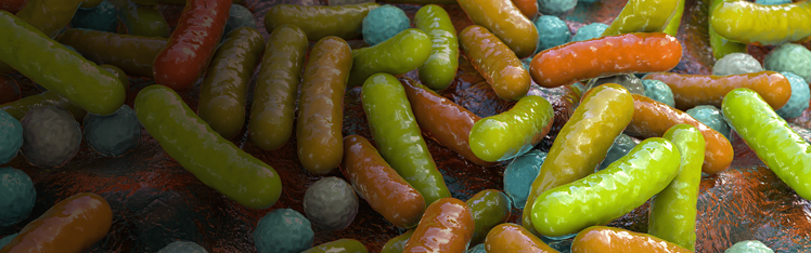 bâtonnets bactériens et cocci