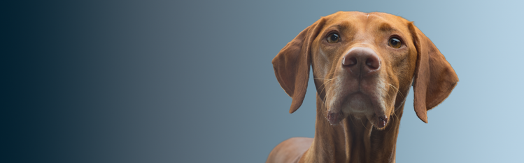 gut brain axis dog banner