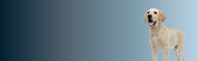 Golden Retriever puppy