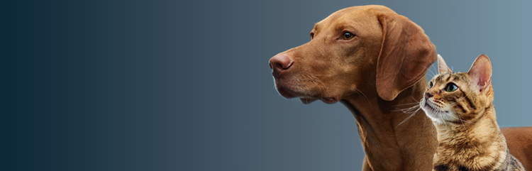 Gatto e cane