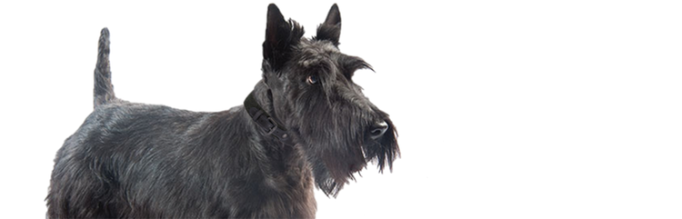 Vi presentiamo Annie, un giovane cane adulto di piccola taglia che soffre di prurito e diarrea cronica.