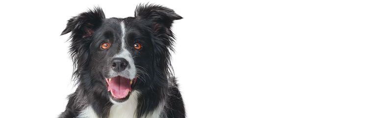 Um border collie preto e branco