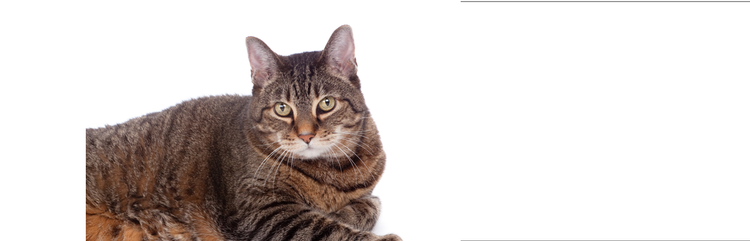 eine übergewichtige, ausgewachsene, kurzhaarige Hauskatze