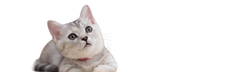 gemischtrassiges Katzenjunges