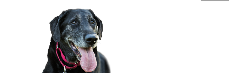 ein schwarzer, älterer Labrador Retriever