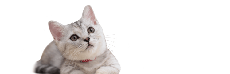 mixed-breed kitten