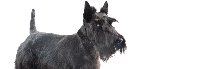 Vi presentiamo Annie, un giovane cane adulto di piccola taglia che soffre di prurito e diarrea cronica.