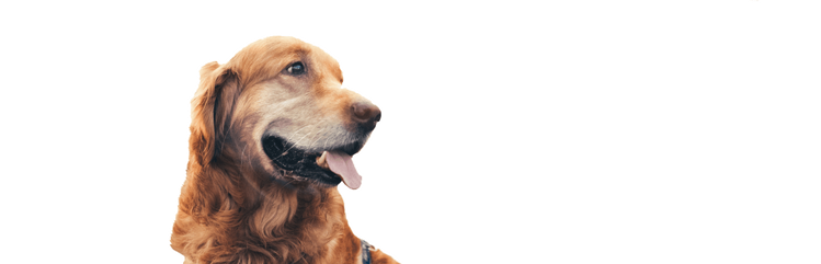 a healthy aged golden retriever