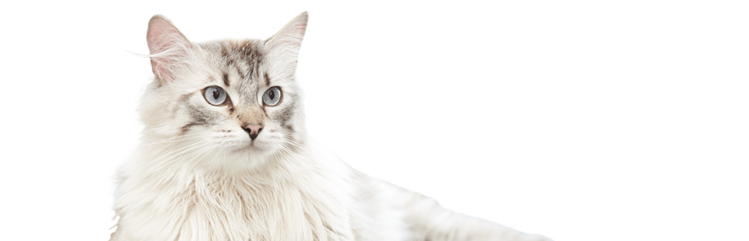 Meet Dewey, a senior cat that has lost weight.