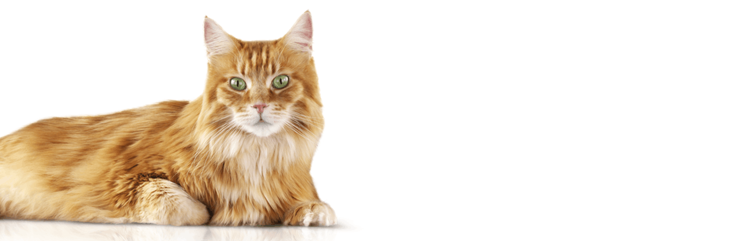 Conoce a Tigger, un gato de edad avanzada con poliuria, polidipsia y periuria.