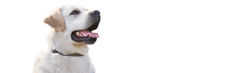 Nous vous présentons Molly, un chien de grande race, obèse, mais en bonne santé.