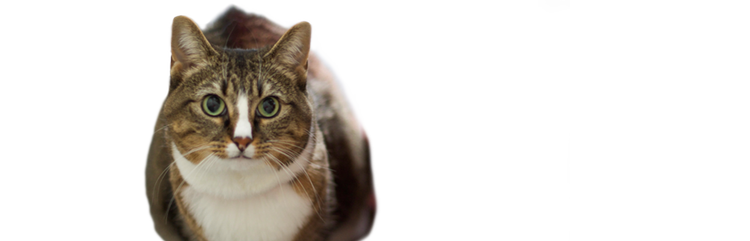 Découvrez Muffin, un chat adulte obèse, mais en bonne santé générale