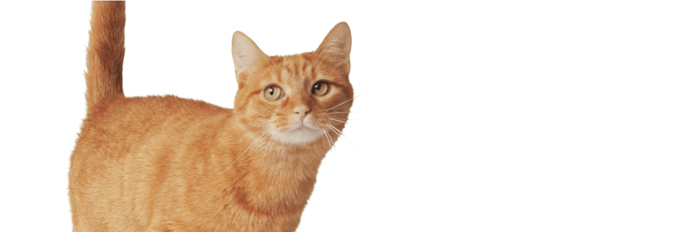 Gatto domestico rosso a pelo corto che vive in casa