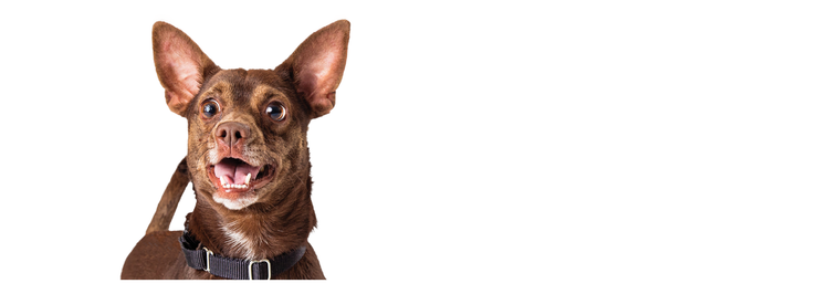 Vi presentiamo Benny, un cane adulto di taglia piccola.