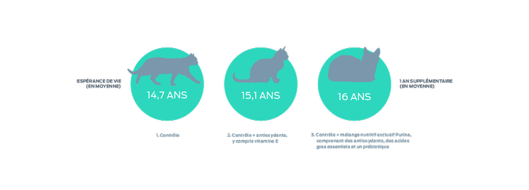 graphique des années de vie d'un chat
